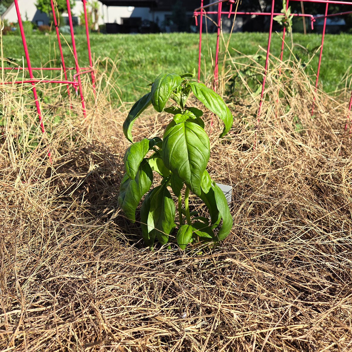 Basil Growing in Salt Hay Mulch - Vegetable Garden