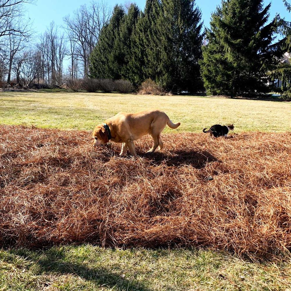 Local Delivery - Longleaf Pine Straw Mulch – Mid-Atlantic Pine Straw