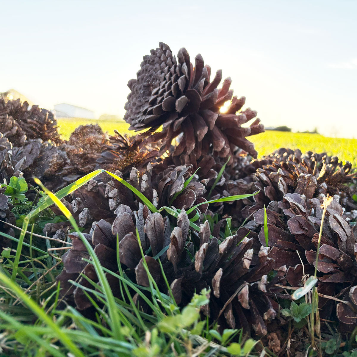 Large Longleaf Pine Cones in Grass