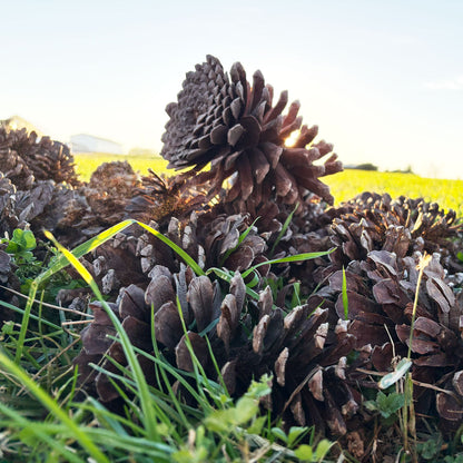 Large Longleaf Pine Cones in Grass