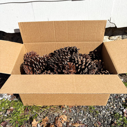 Medium Box of Large Pine Cones