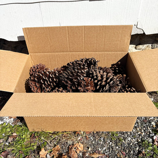 Medium Box of Large Pine Cones