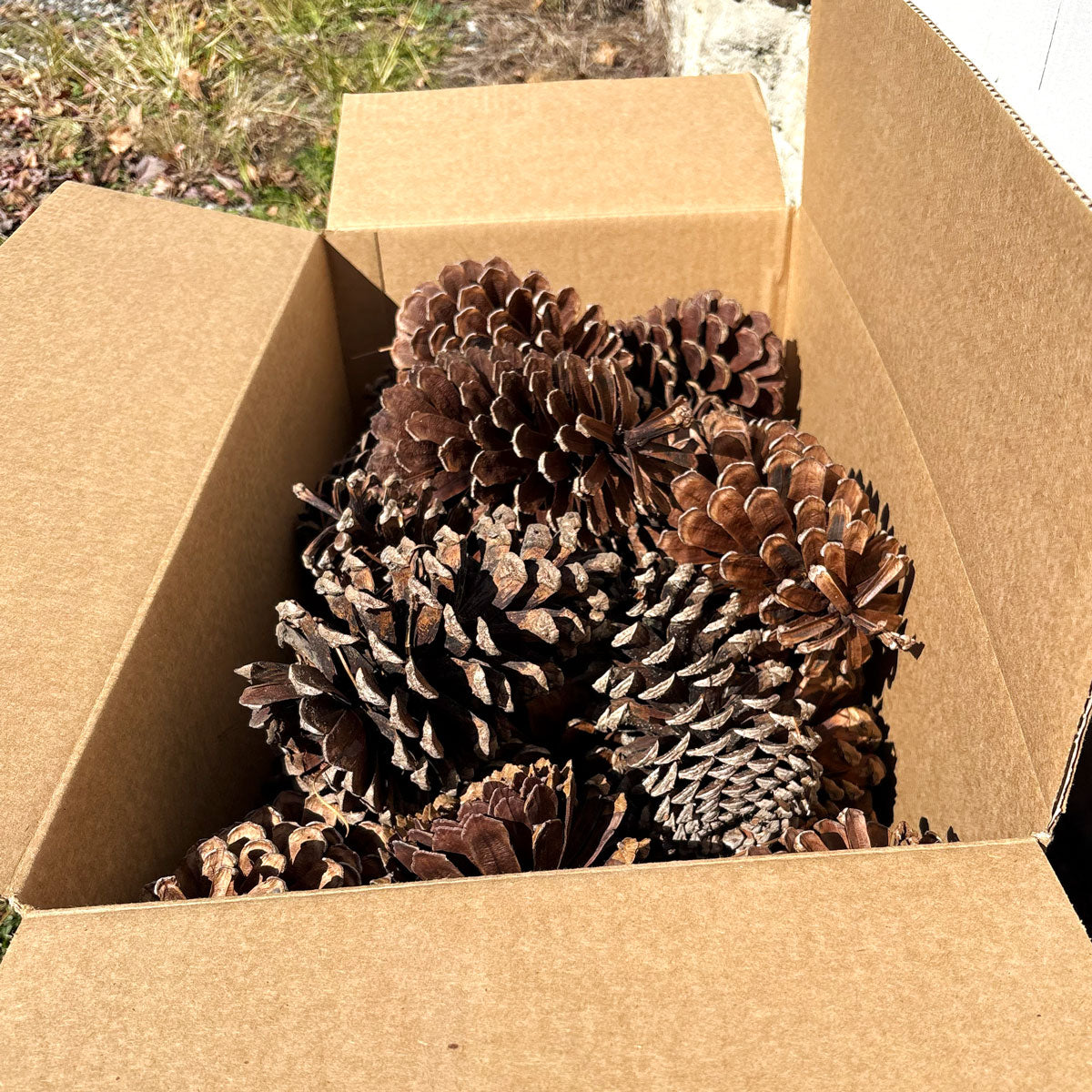 Mediume Box of Longleaf Pine Cones - 8" x 5"
