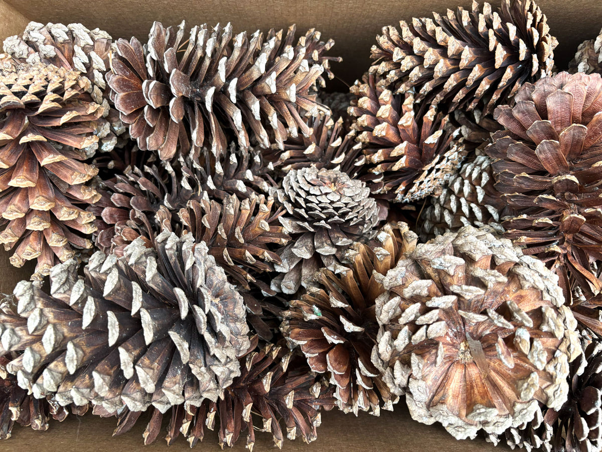 Large Pine Cones in Box Close-Up