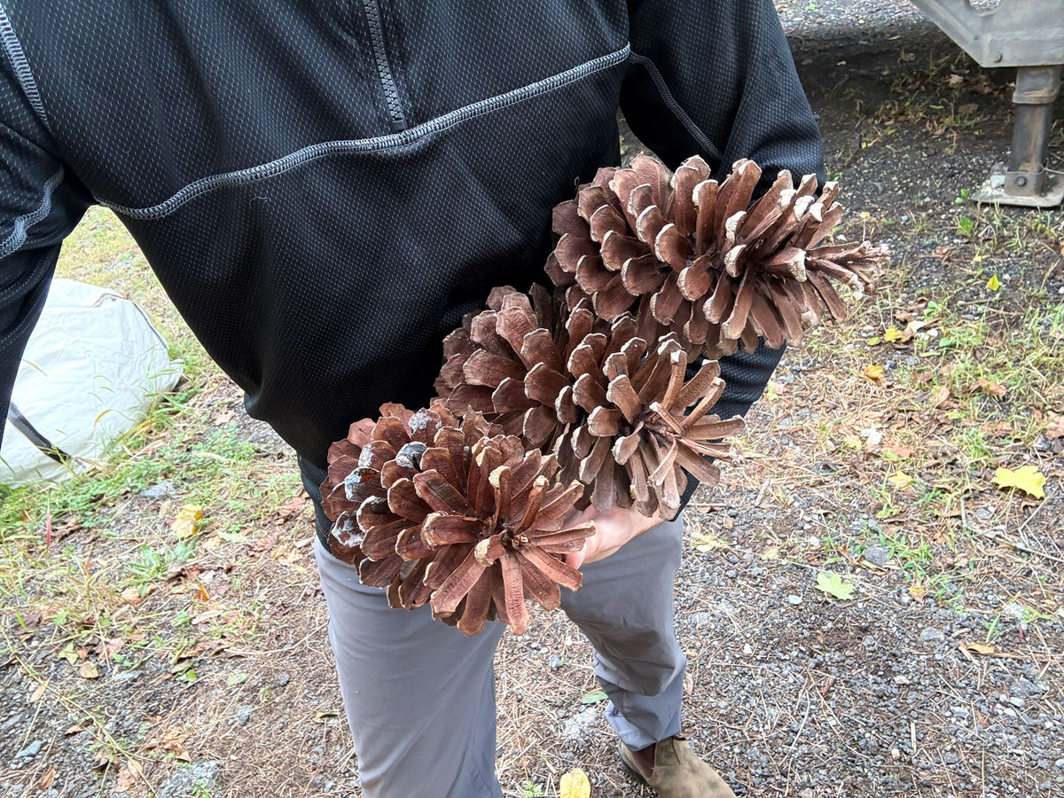 Pine Cones in Hand