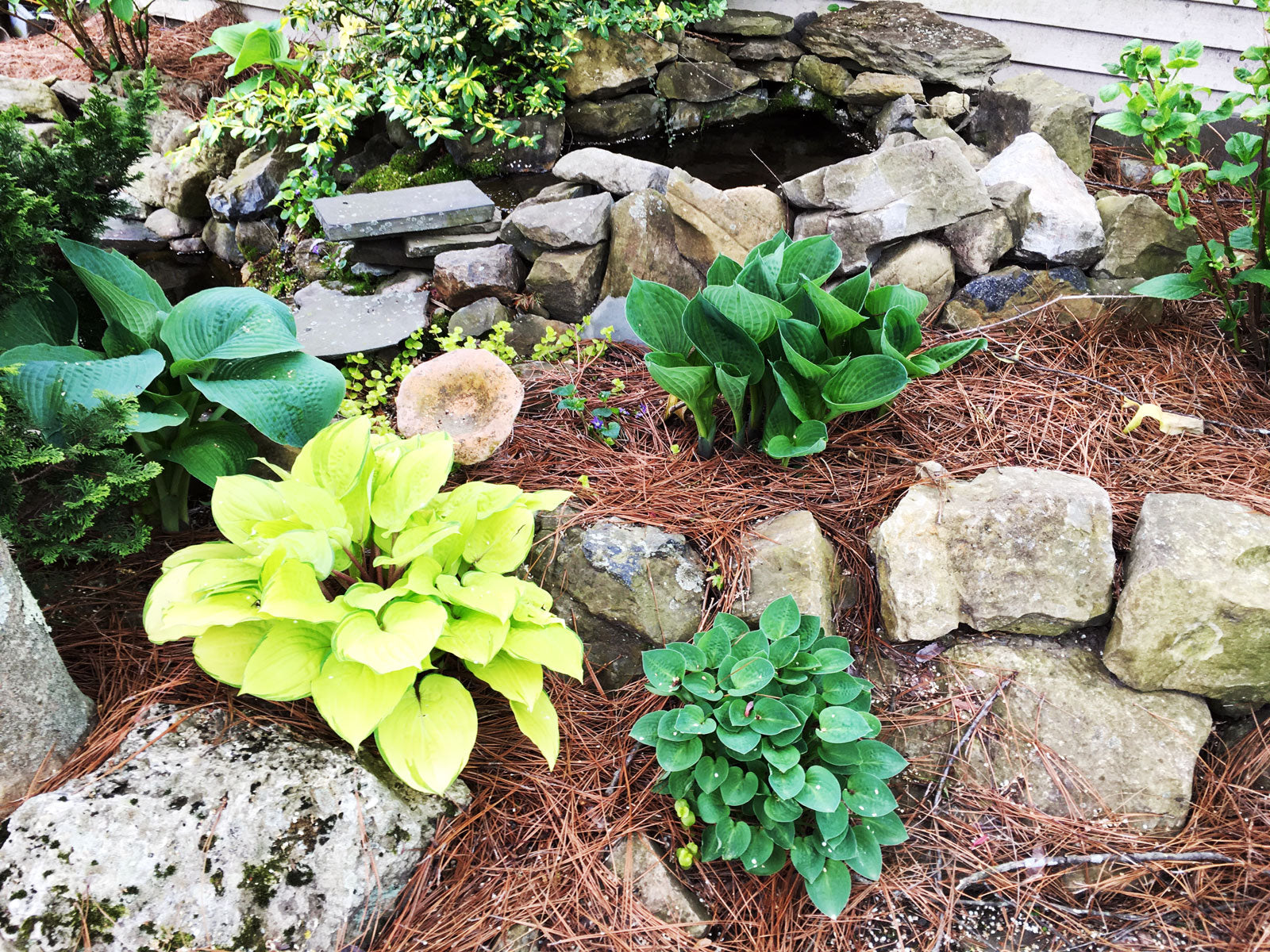 Pine Needle Mulch Tierer Rock Garden