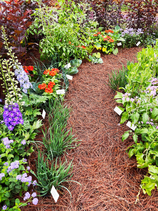 Pine Straw Mulch Garden