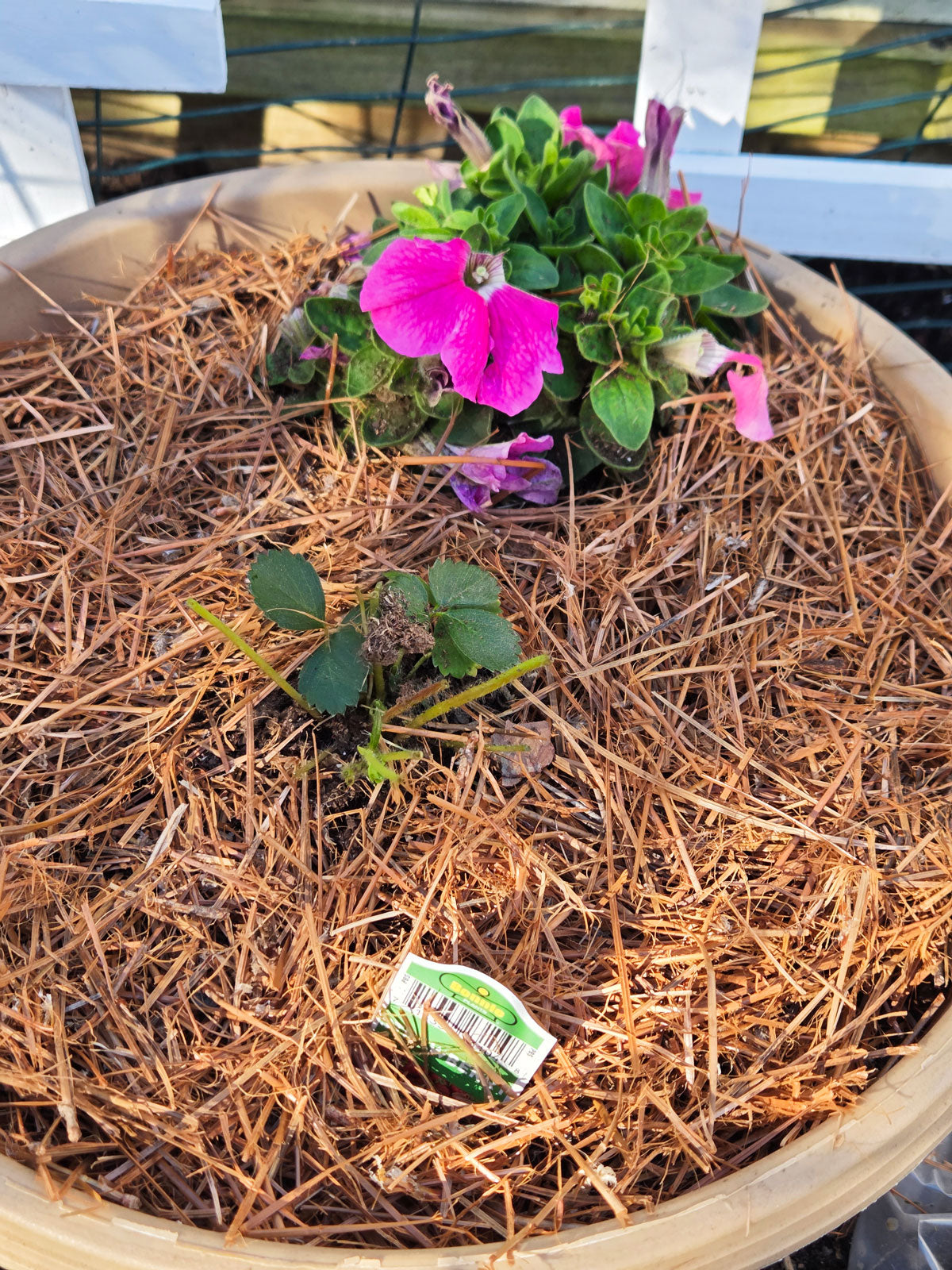 Organic Shredded Pine Straw Mulch in Planter with Strawberries and Petunias
