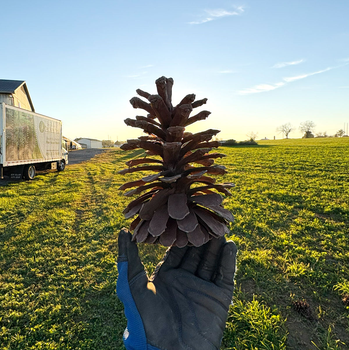 Single Large Longleaf Pine Cones
