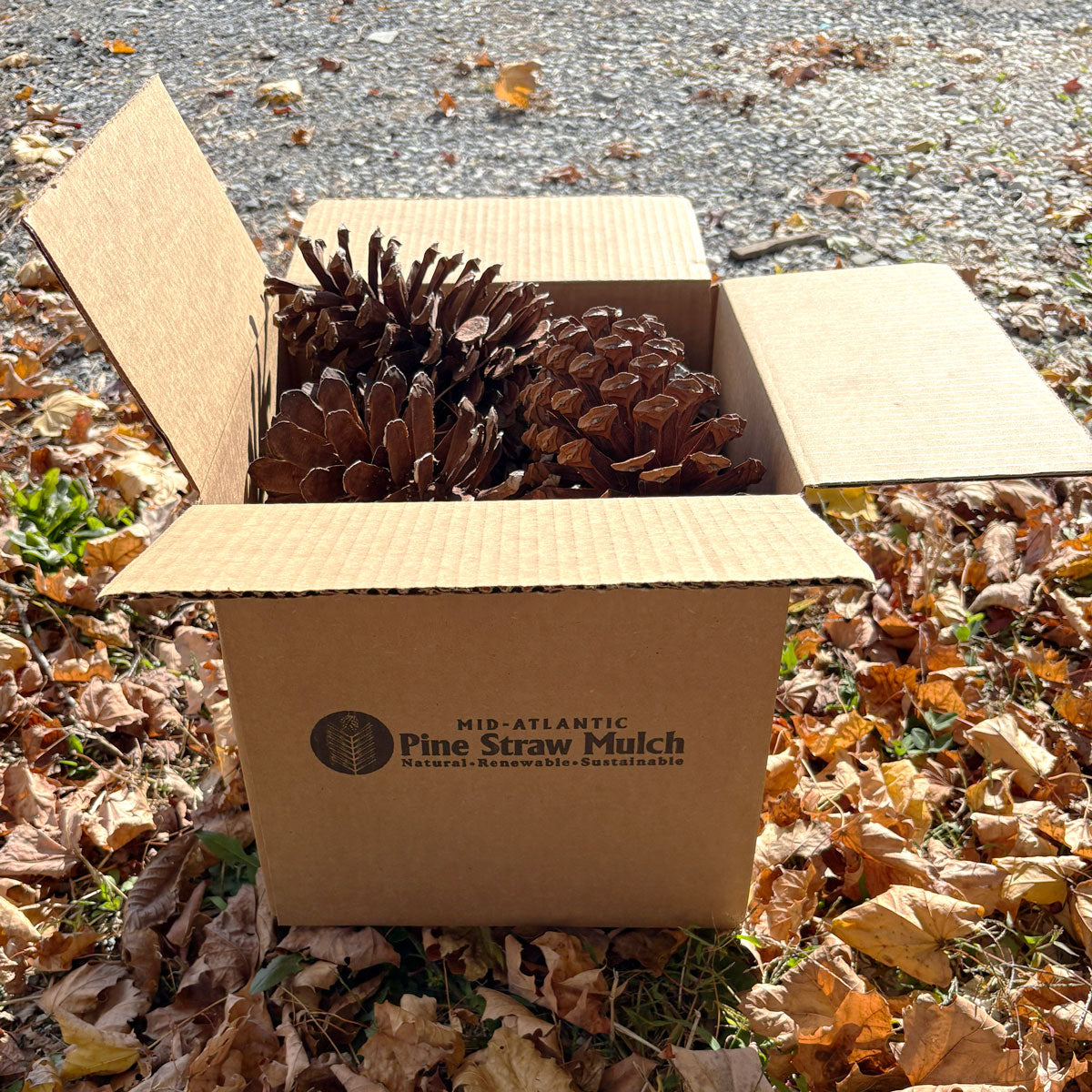 Small Box of Large Pine Cones