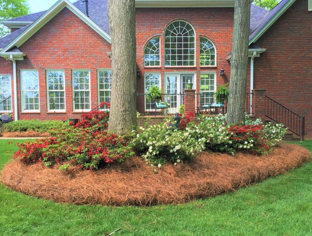 The Pros and Cons of Pine Straw Mulch (2024)