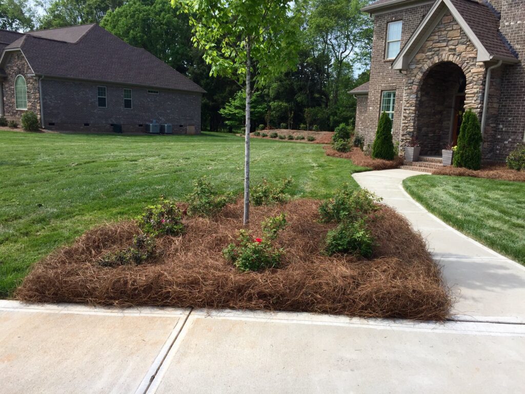 Should I Mulch with Pine Needles? - This Old House